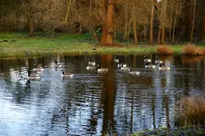 Teich.webp