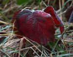 2009-12-13 rotes Blatt im Frost.JPG