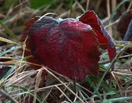 2009-12-13 rotes Blatt im Frost.webp