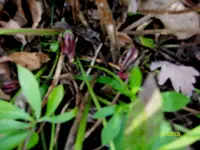 2009  purperne Schneerose -12- 004-1.webp