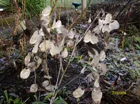 2009 Mondviole -12- 009.webp