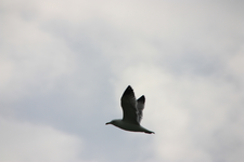 IMG_4231(1).webp