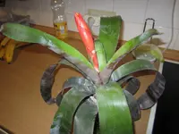 Bromelie blühender Ableger.webp
