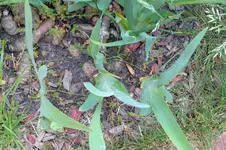 schwertlilie_rhizom2.webp