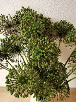 IMG_20210608_075853.webp