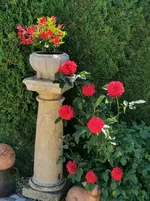 IMG_20210609_094138.webp