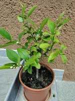 IMG_20210610_120814.webp