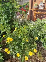 IMG_20210610_071539.webp