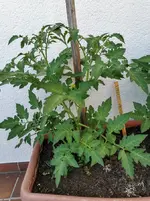 IMG_20210608_080010.webp