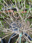 IMG_3885.jpeg