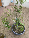 IMG_3883.jpeg