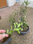 IMG_3882.jpeg