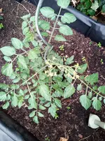 IMG_20210610_204047_3.webp