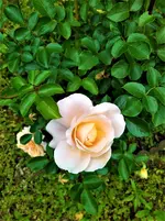 IMG_20210606_143022_1.jpg