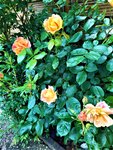 IMG_20210606_143428.jpg