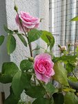 IMG_20210609_173754.jpg