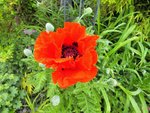 DSCF4684 (2).JPG