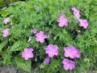 DSCF4693 (2).webp