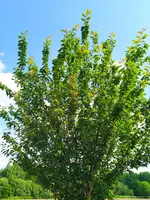 IMG_20210611_113658.webp