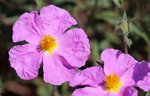 IMG_4419.JPG