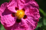 IMG_4422.JPG