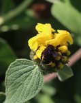 IMG_4434.JPG
