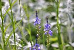 image007.jpg
