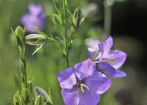 image008.webp