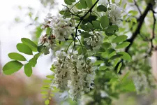 image009.webp