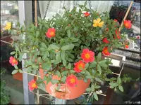 c069.webp
