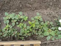 PXL_20210611_091730853.webp PXL_20210611_091730853.webp