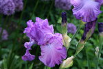Iris  0721.JPG