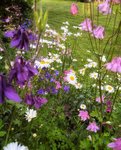 IMG_20210612_0623309-01.jpeg
