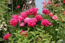 Pfingstrosen1619.webp