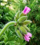 IMG_20210610_193918.jpg