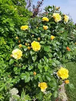 k-20210612_094356.jpg