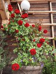 k-20210612_100454.jpg