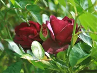 _MG_0294.webp