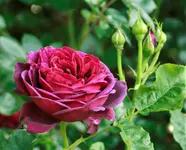 _MG_0295.webp