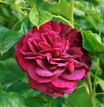 _MG_0296.webp