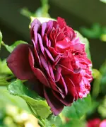 _MG_0297.webp