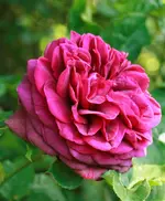 _MG_0298.webp
