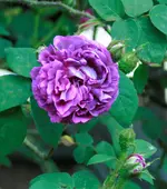 _MG_0373.webp