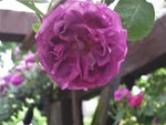 IMG_4180.JPG