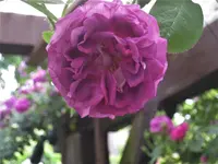 IMG_4180.webp