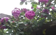 IMG_4181.webp