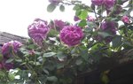 IMG_4181.JPG