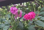 IMG_4182.JPG