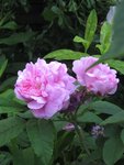 IMG_4296.JPG