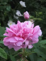 IMG_4302.webp